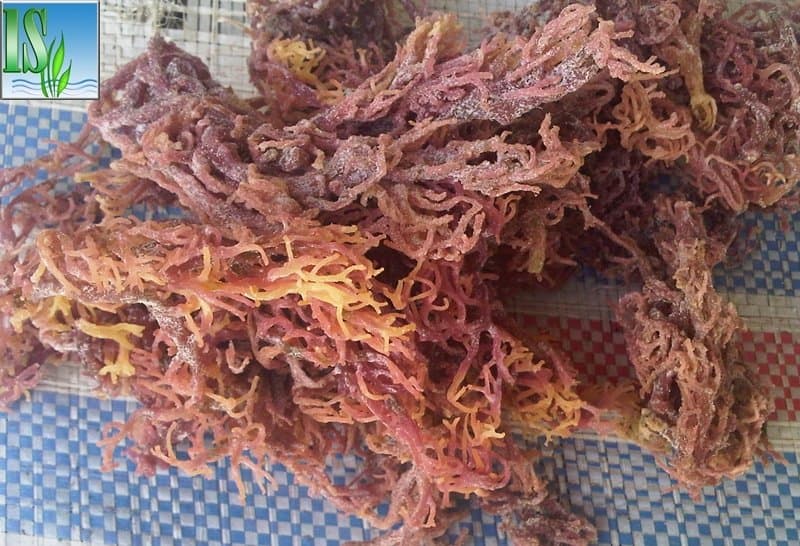 Analyzed Seaweed Image